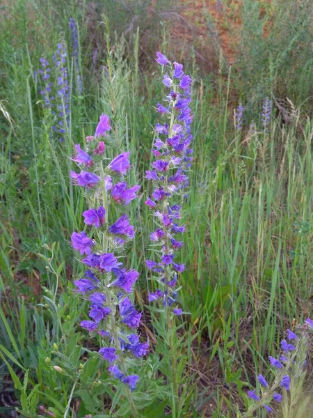 Clay Soil Red Hue Green Vegetation Wild Flowers Different Colors — Stock Photo, Image