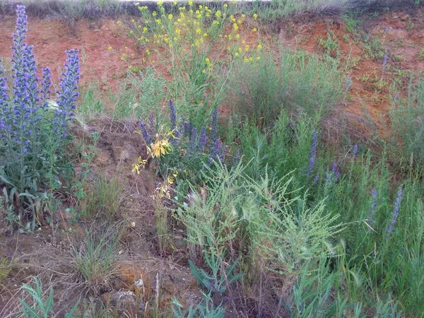 Gliniasta Gleba Czerwonym Odcieniu Zieloną Roślinnością Dzikimi Kwiatami Różnych Kolorach — Zdjęcie stockowe