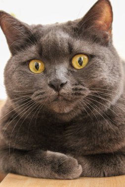 Sarı gözlü güzel bir İngiliz kedisinin portresi..