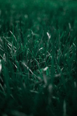 koyu sulu çimen arka plan makrosu
