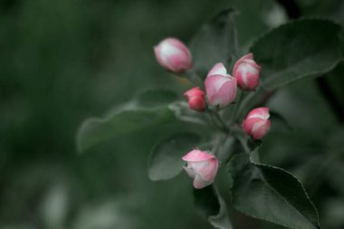 küçük beyaz ve pembe çiçekler