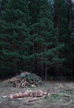Karanlık çam ormanı. Çayırdaki kütükler. Arkaplan.