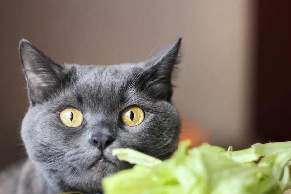 Sarı gözlü güzel bir İngiliz kedisinin portresi..