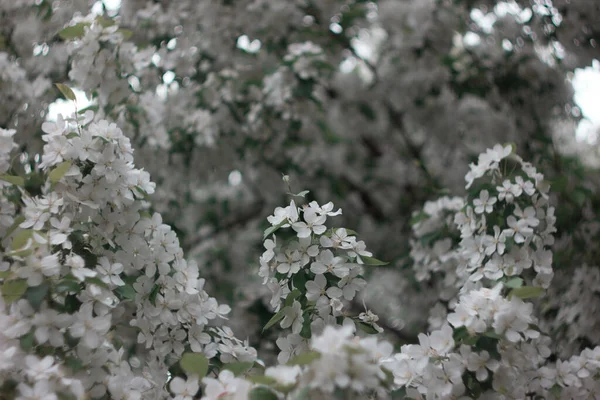 Flores Blancas Fondo Borroso Flores Manzano Primavera — Foto de Stock