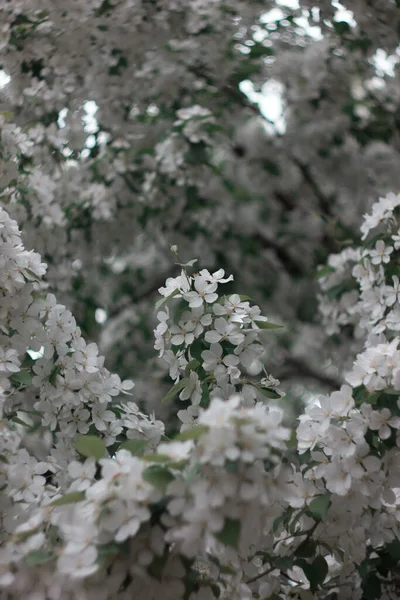 Beyaz Çiçekler Arka Plan Bulanık Lkbaharda Elma Ağacı Çiçeği — Stok fotoğraf