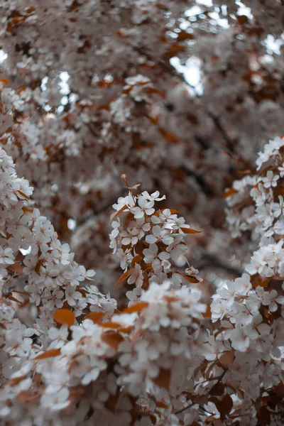 Beyaz çiçekler. Arka plan, bulanık. Sonbaharda elma ağacı çiçekleri