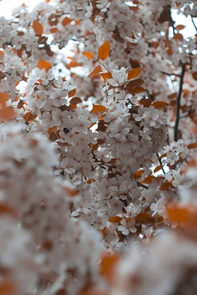 白い花 背景をぼかして 秋のリンゴの木の花 — ストック写真