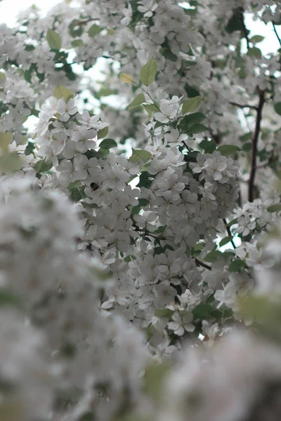 Viele Blumen Auf Dem Baum — Stockfoto