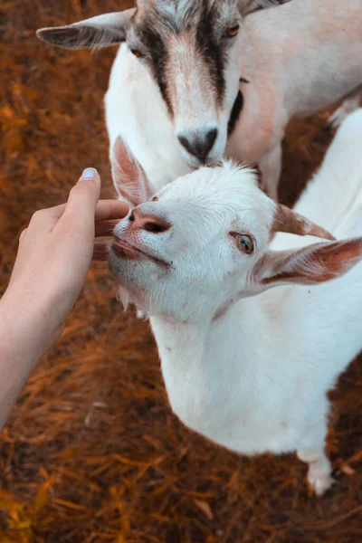 Weiße Ziege Auf Orangefarbenem Gras Mädchen Streichelt Ziege — Stockfoto