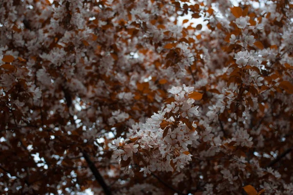 Viele Blumen Auf Dem Baum — Stockfoto
