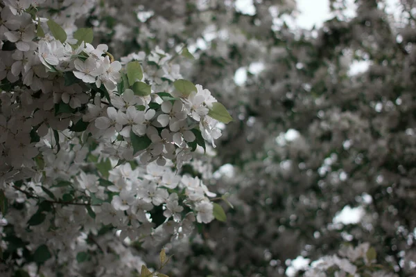 Muchas Flores Árbol —  Fotos de Stock