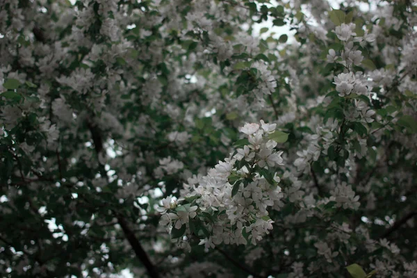 Many Flowers Tree — Stock Photo, Image