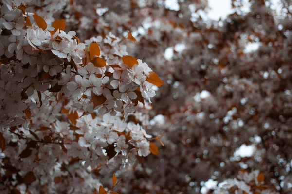 Ağaçta çok çiçek var.