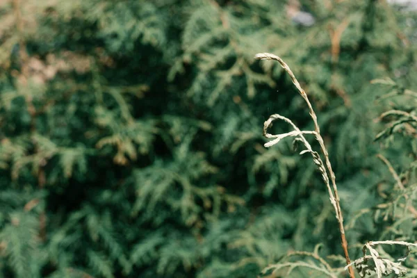 Yeşil yapraklı bir arka planda bir mısır tanesi. Geçmişi. Bulanık.