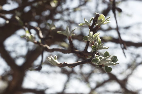 İlkbaharda bir ağacın çiçek açan yaprakları. Bahar çiçekleri.