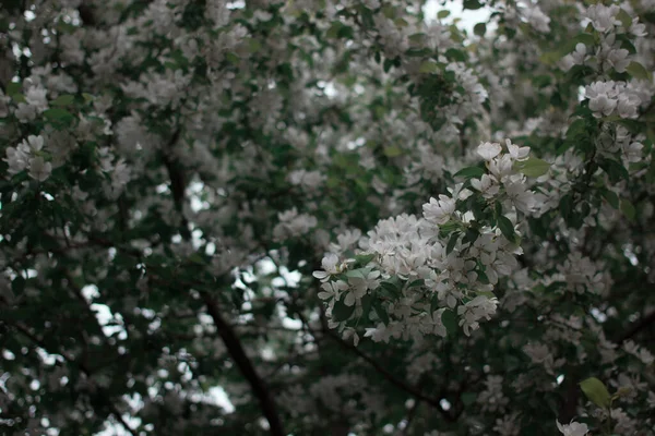 Ağaçta çok çiçek var.