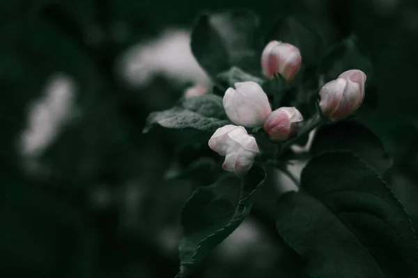 küçük beyaz ve pembe çiçekler