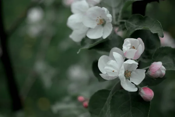 Små Vita Och Rosa Blommor — Stockfoto