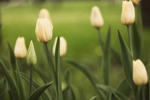 Sarı laleler güneşte