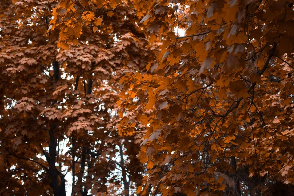 Bir ağaçta sonbahar portakal yaprağı