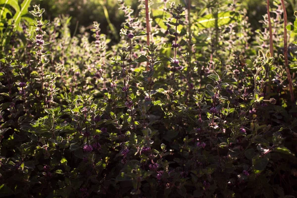 Güneşte yeşil nane şekeri. Arkaplan.