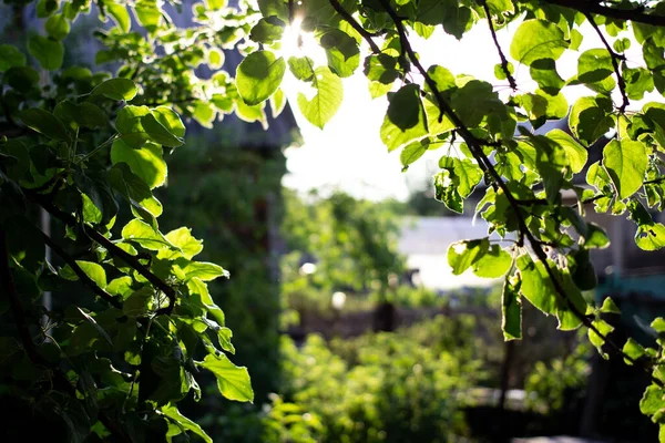 Güneşte ağaç dalları, bulanık arka plan, yaz. Fotoğraf alanı kopyala.