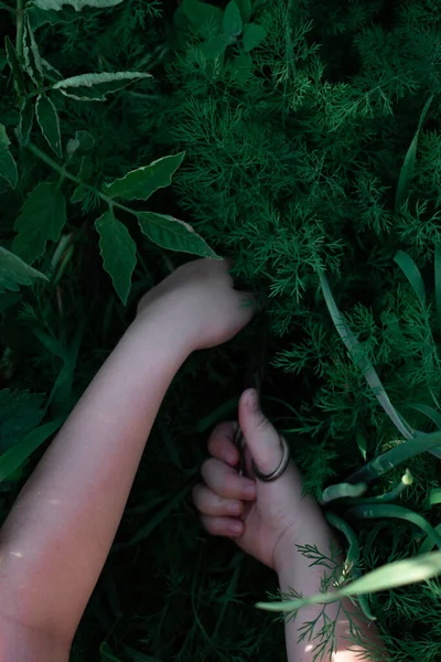 Bahçede bir kız çalışıyor. Kız yeşil dereotu ve maydanozu seçiyor. Çocuk konsepti için sağlıklı organik gıda..