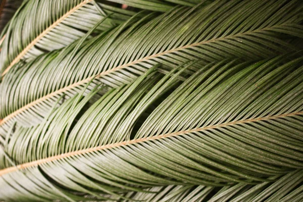 Green Leaves Palm Trees Background Palme Sun Summer Tropics — Stock Photo, Image