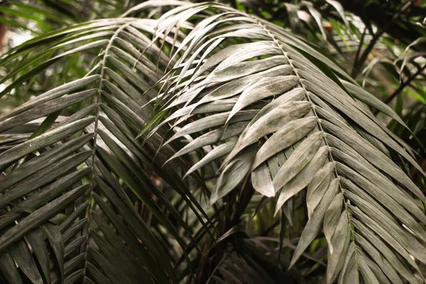 Bir palmiye bitkisinin yaprakları. Açık yeşil yapraklar arka plan. Geçmişler, yağmur ormanları, rahatlatıcı fikirler.