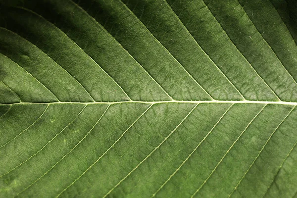 Yeşil yaprak yakın plan. Yaratıcı tropikal yeşil yaprak düzeni. Doğanın kaynağı kavramı.