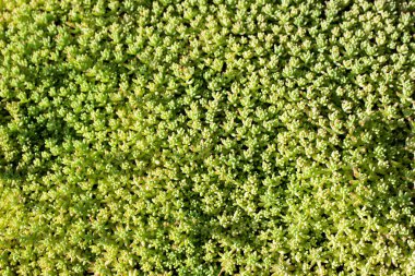 Yeşil bitkiler yakın plan. Doku, makro.