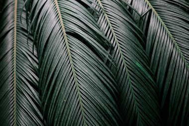 Hurma ağaçlarının meyveleri... Palme 'nin arka planı. Yaz, tropik bölgeler.