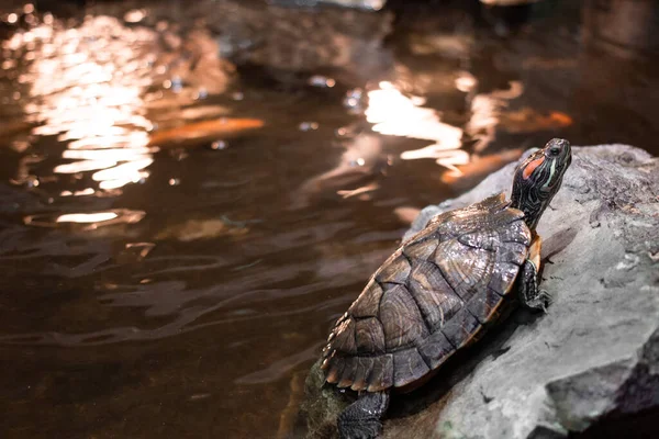 Tortuga Piedra Tortuga Está Sentada Sobre Una Piedra Primer Plano —  Fotos de Stock