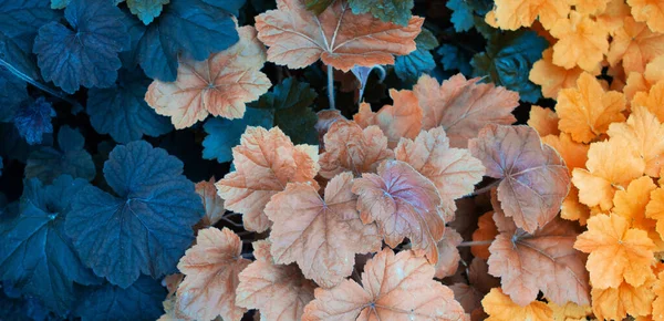 Cores Outono Plantas Outono Três Cores Laranja Vermelho Preto Gradiente — Fotografia de Stock