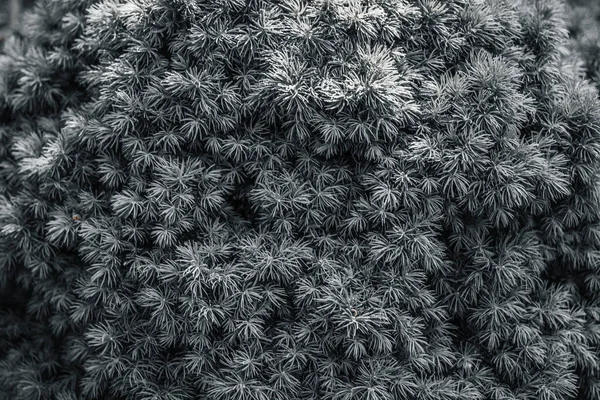 İğnelerin arka plan minimalizmi. Beyaz iğneler. Noel ağacı dalları. Soyut.