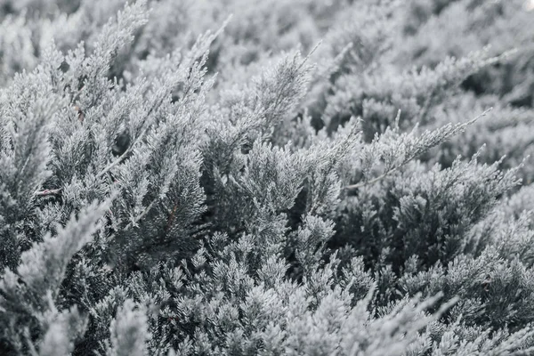 İğnelerin arka plan minimalizmi. Beyaz iğneler. Noel ağacı dalları. Soyut.