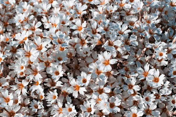 Beyaz çiçekli arka plan. Beyaz çiçekler yakın plan.