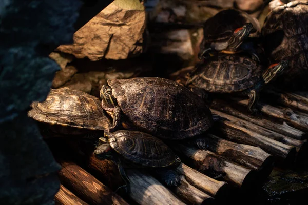 Kaplumbağalar karada oturuyorlar. Yakın plan. Güneşteki kaplumbağalar.