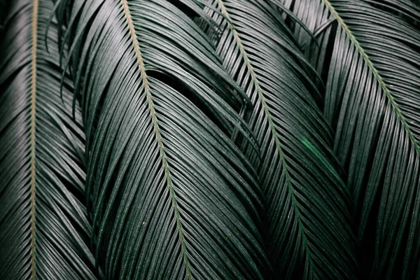 Hurma ağaçlarının meyveleri... Palme 'nin arka planı. Yaz, tropik bölgeler.