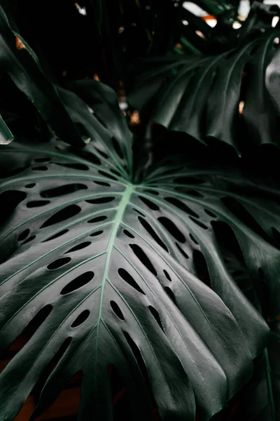 Monstera Folhas Escuras Uma Planta Tropical Tropical Ideias Conceito Natureza — Fotografia de Stock