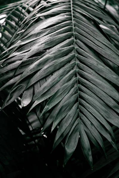 Leaves of a palm plant. Dark green leaves background. Backgrounds, Rainforests