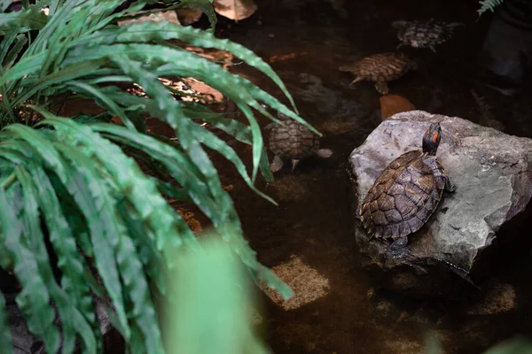 Tortuga Piedra Las Tortugas Nadan Agua Plantas Verdes —  Fotos de Stock