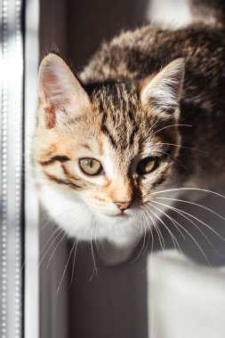 Güneşin altındaki bir kedi yavrusunun güzel portresi. Evdeki güzel kedi. Evcil hayvan..