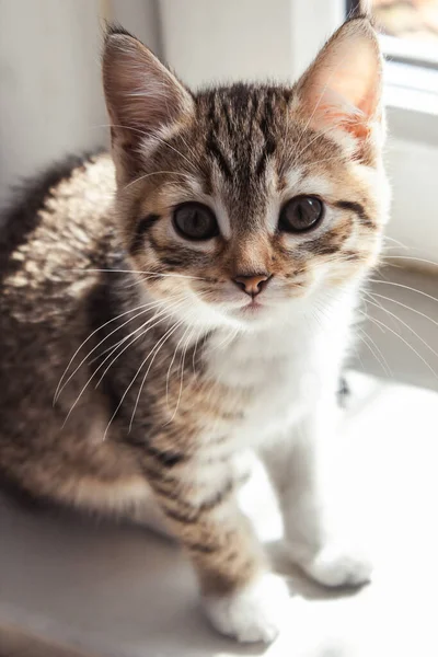 Schönes Porträt Eines Kätzchens Der Sonne Schöne Katze Hause Haustiere — Stockfoto