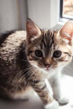 Güneşin altındaki bir kedi yavrusunun güzel portresi. Evdeki güzel kedi. Evcil hayvan..