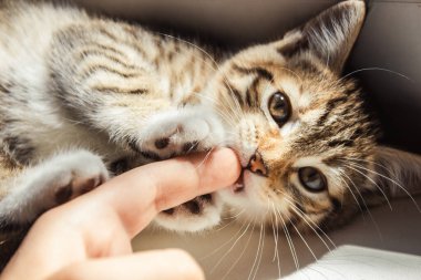Güneşte oynayan bir kedi yavrusu. Güneşteki kedi.