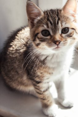 Güneşin altındaki bir kedi yavrusunun güzel portresi. Evdeki güzel kedi. Evcil hayvan..