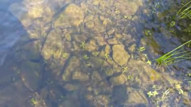 Güneşli bir günde Lakeside. Güneşli bir günde nehir kıyısında güzel taşların görülebildiği şeffaf su. Rahatlamak için, suda parlamak için..
