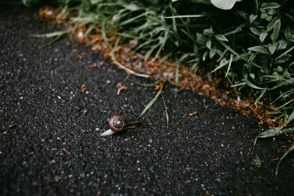 Snail Road Rainy Day — Stock Photo, Image