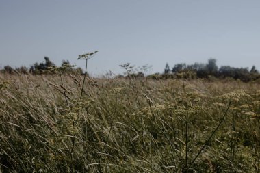 Rus köyündeki yaz tarlası.